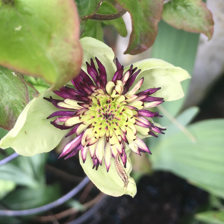 Plant image Clematis florida 'Alba plena'