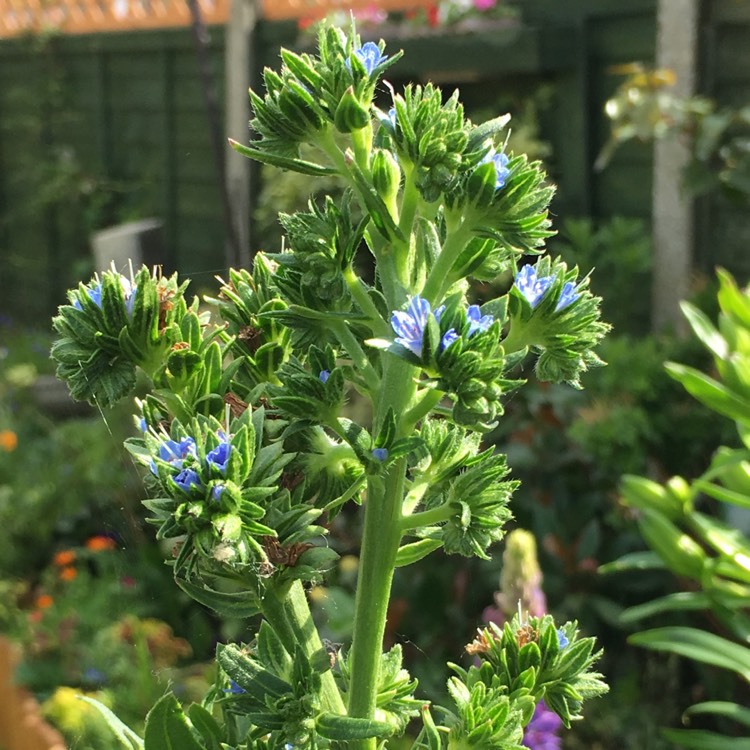 Plant image Echium candicans syn. Echium fastuosum