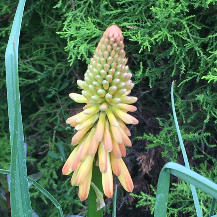 Plant image Kniphofia 'Limelight'