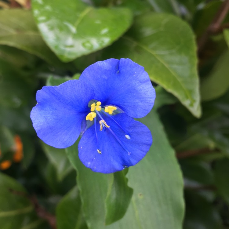 Plant image Commelina Communis