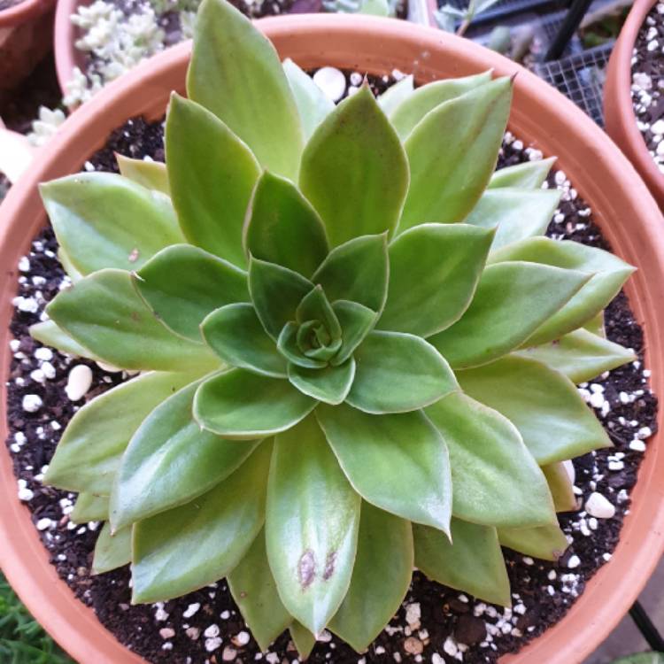 plant image 1007407