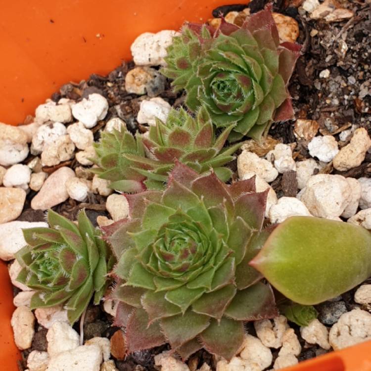 Plant image Sempervivum Topaz