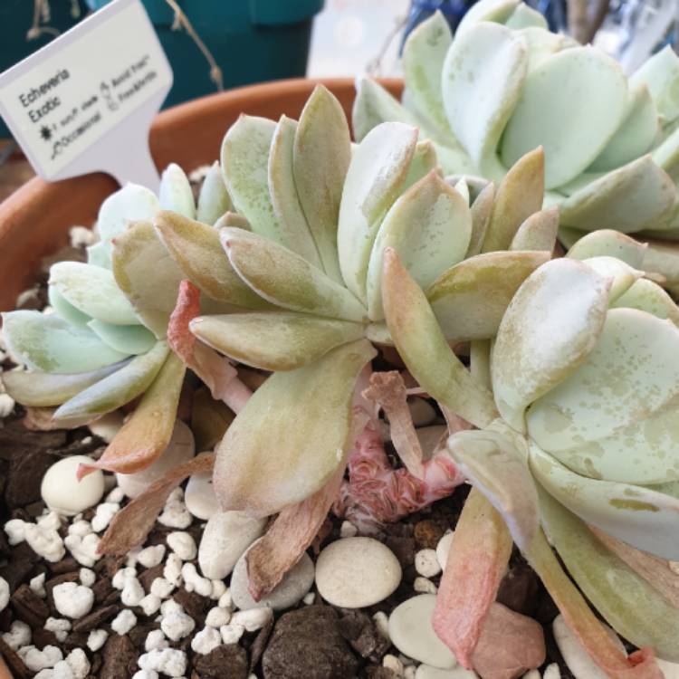 Plant image Echeveria Exotic