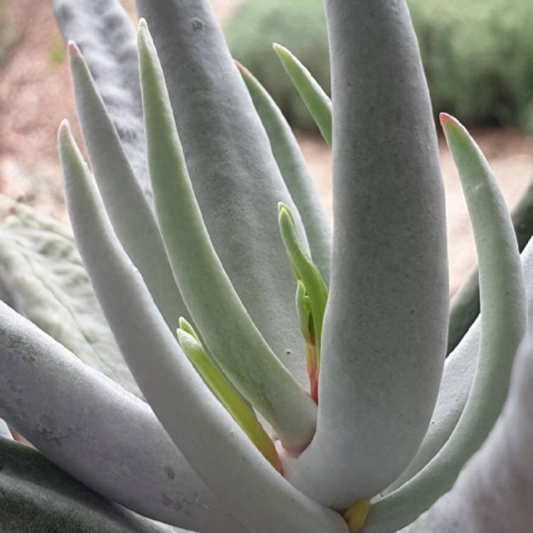 Plant image Cotyledon Orbiculata var. Oblongata