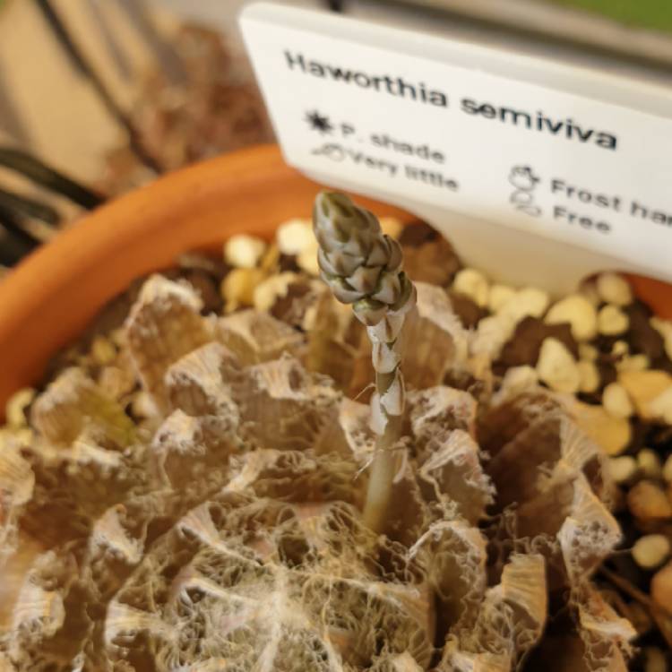 Plant image Haworthia semiviva