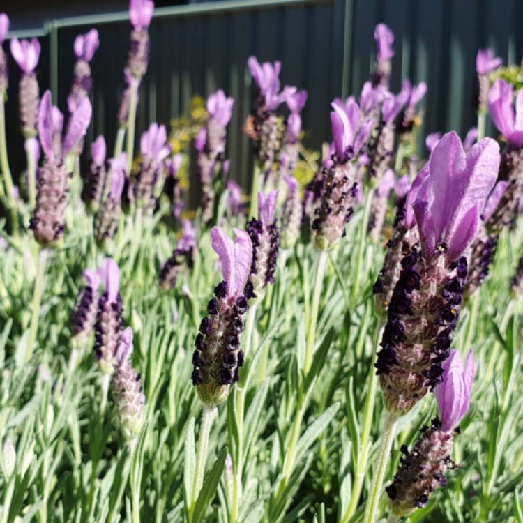 Plant image Lavandula 'Avonview'