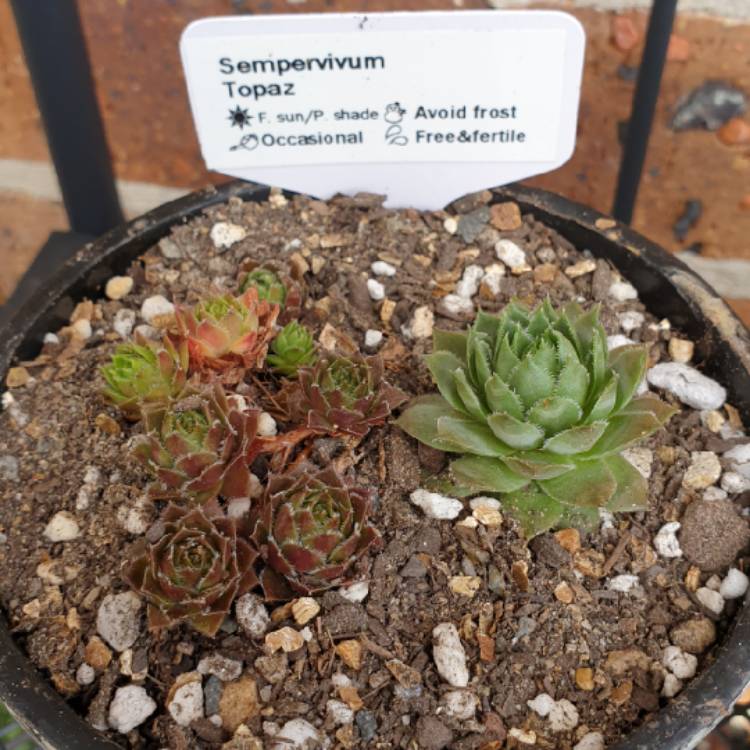 Plant image Sempervivum Topaz