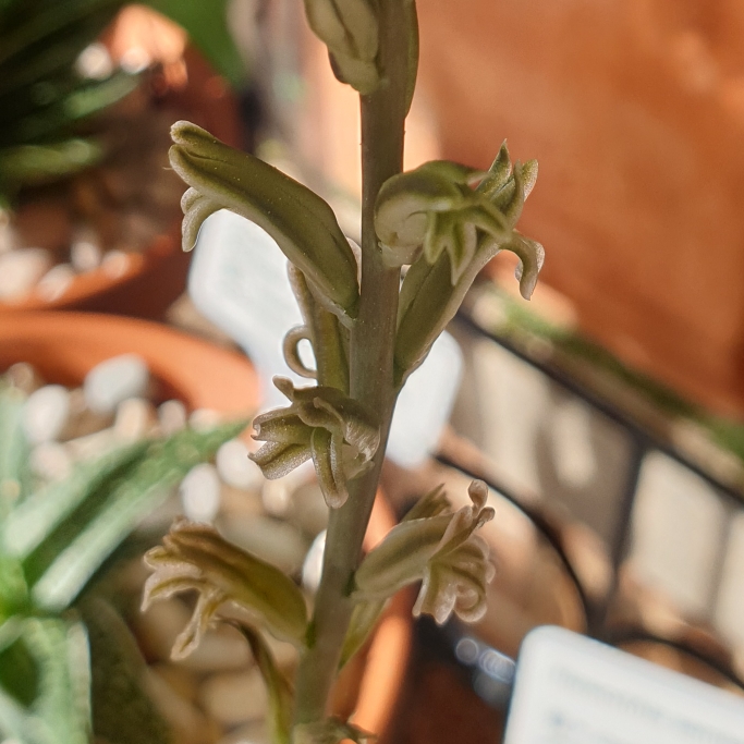 plant image 1183705