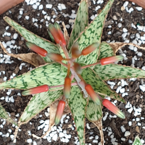 Plant image Gasteraloe Aloe Descoingsii x Gasteria Caespitosa