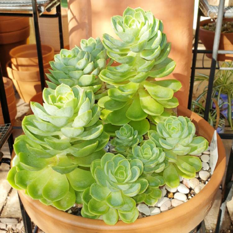 Plant image Echeveria Bees Knees