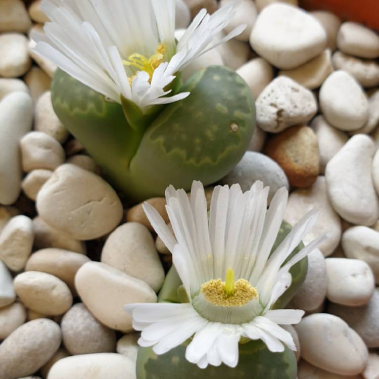 Plant image Lithops Julii subsp. Fulleri C056A cv. Fullergreen