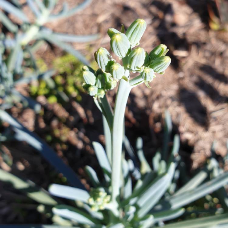 Plant image Senecio ficoides