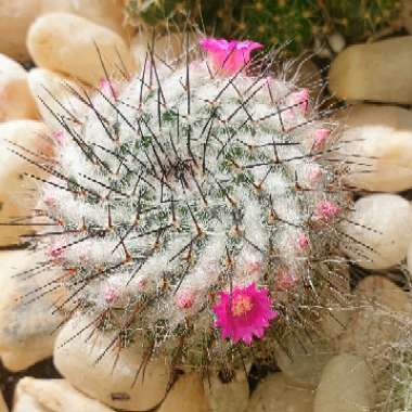 Mammillaria hahniana