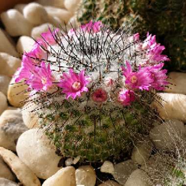 Mammillaria hahniana