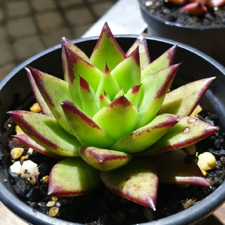 Plant image Echeveria Agavoides 'Lipstick'