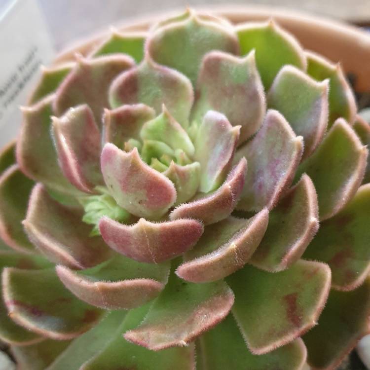 Plant image Echeveria Brown Rose