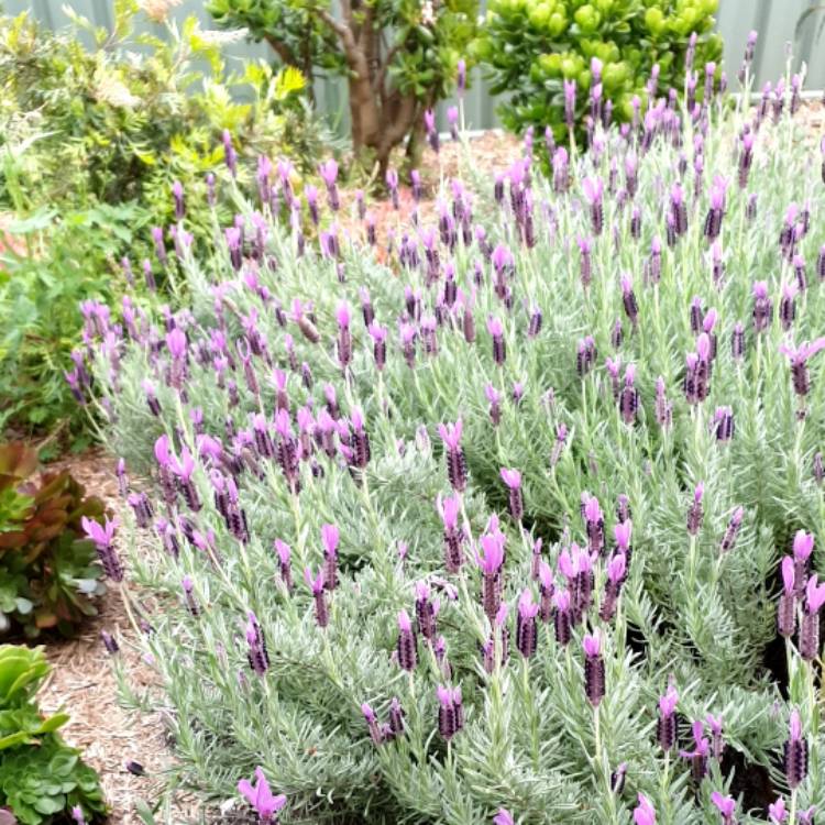 Plant image Lavandula 'Avonview'