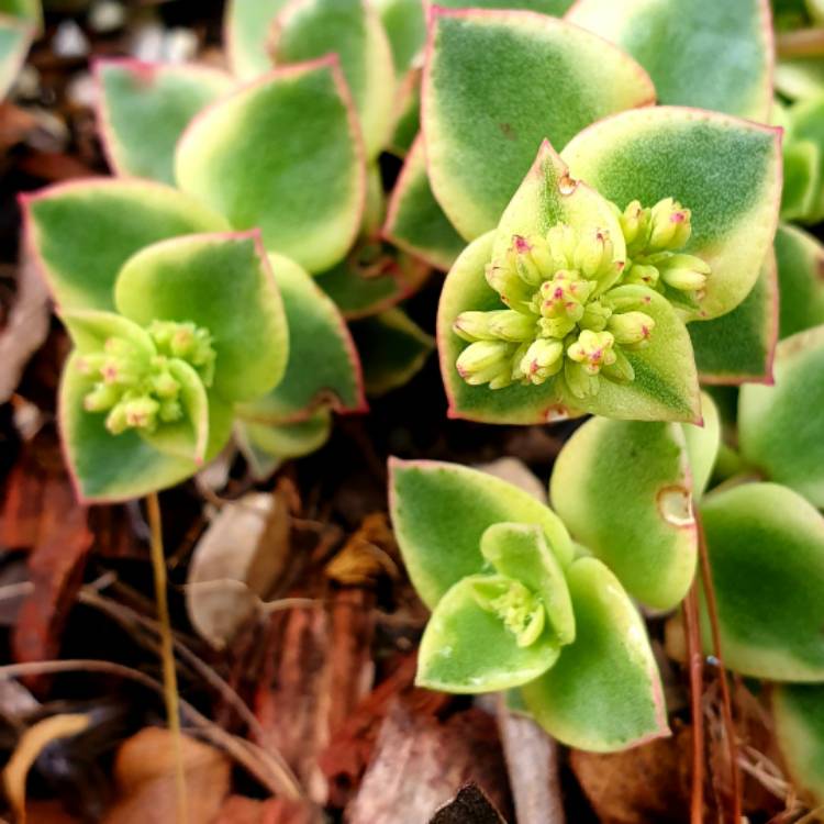 Plant image Crassula 'Isabella'