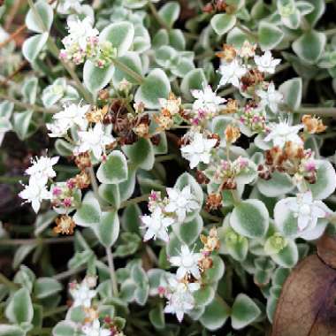 Crassula Pellucida subsp. Marginalis Dwarf Form