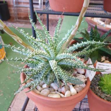 Aloe Orcus