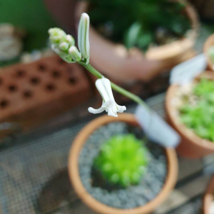 Plant image Haworthia cooperi