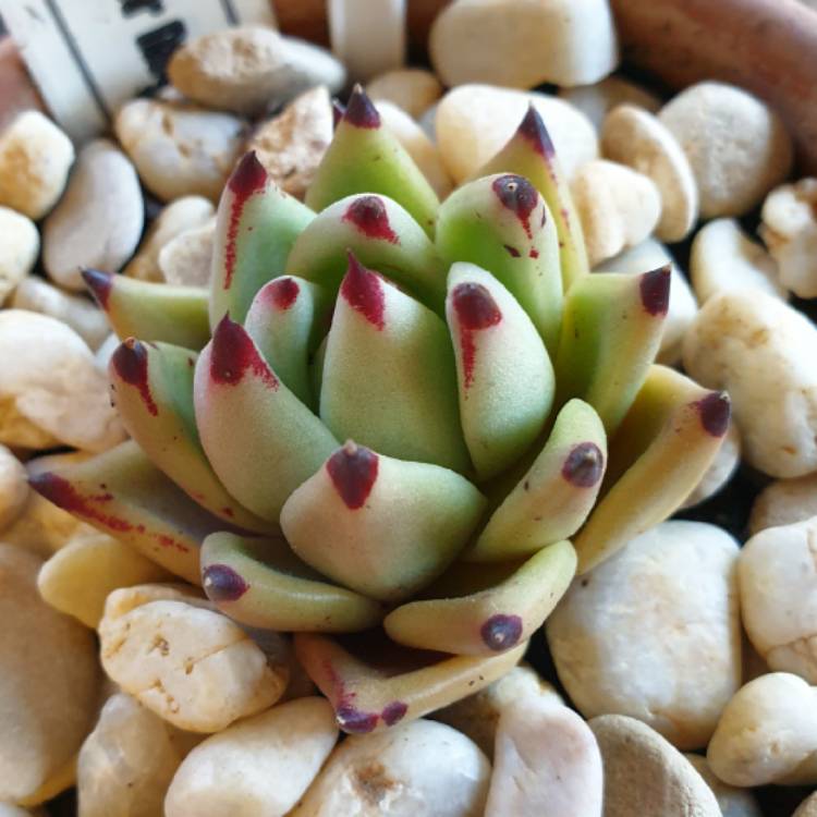 Plant image Echeveria Romeo