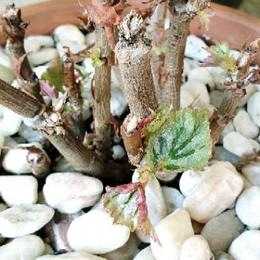 Begonia 'Looking Glass'