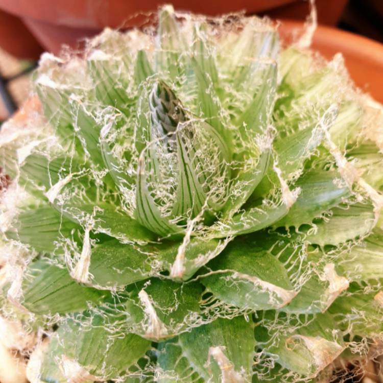 Haworthia semiviva, Haworthia semiviva - uploaded by @rikkie