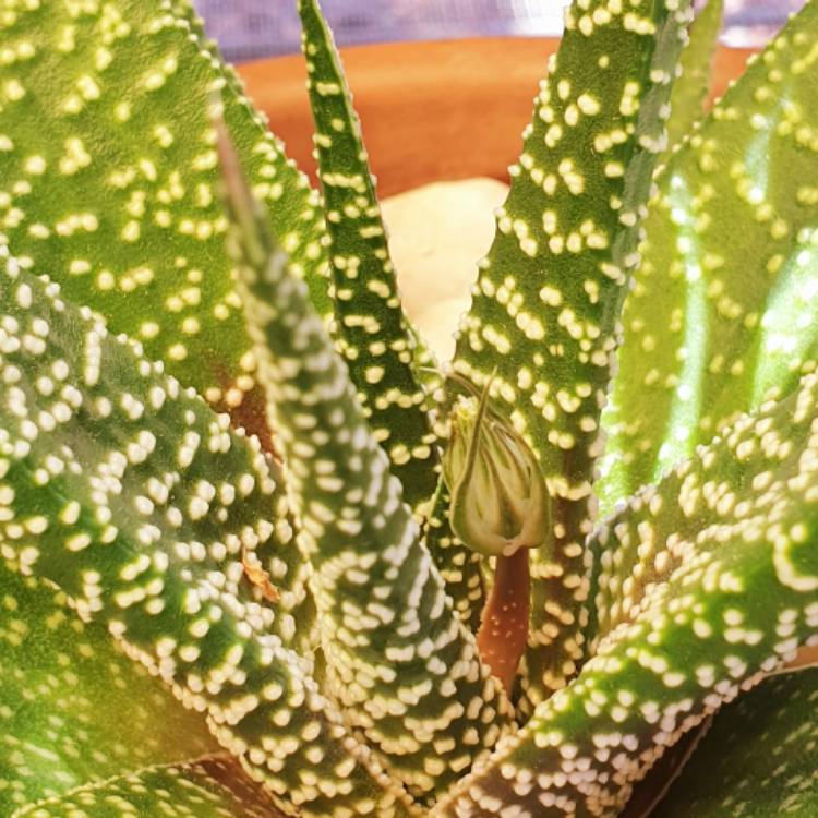 Plant image Gasteria Okavango