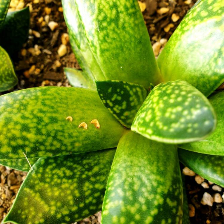 Plant image x Gasterhaworthia 'Rosava'