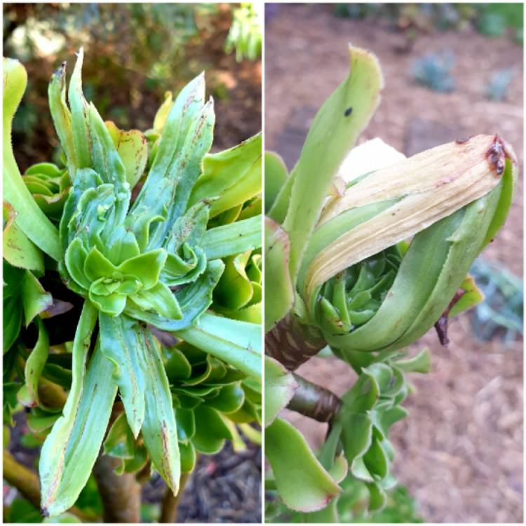 Plant image Aeonium Arboreum Green Rose