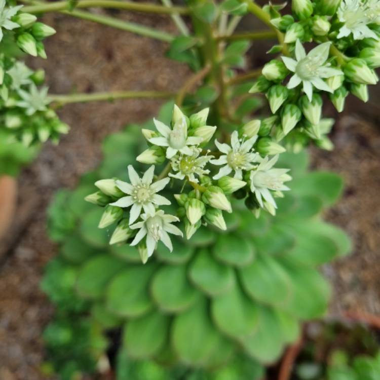 Plant image Aeonium Canariense var. Subplanum