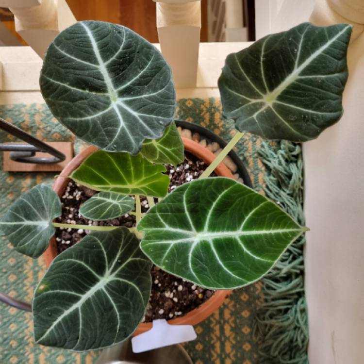 Plant image Alocasia reginula