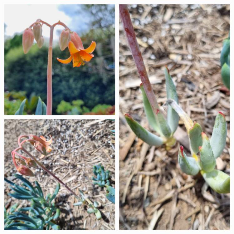 Plant image Cotyledon orbiculata var. 'Oophylla'