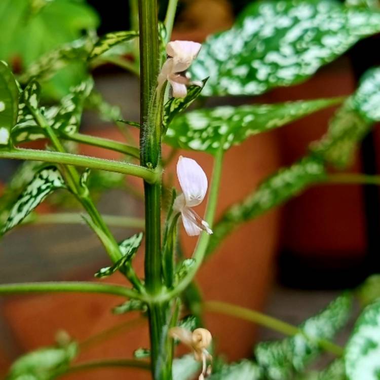 Plant image Hypoestes phyllostachya 'White Splash'