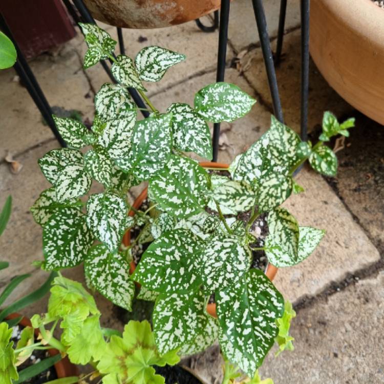 Plant image Hypoestes phyllostachya 'White Splash'