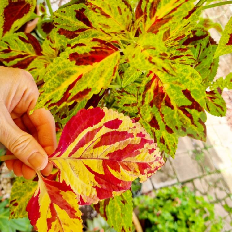 Plant image Plectranthus scutellarioides 'Combat'