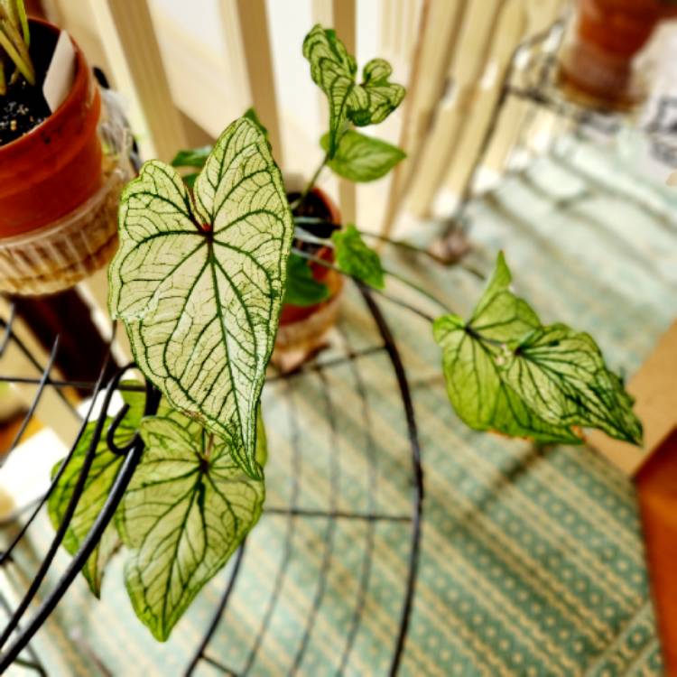 Plant image Caladium 'Thai Beauty'