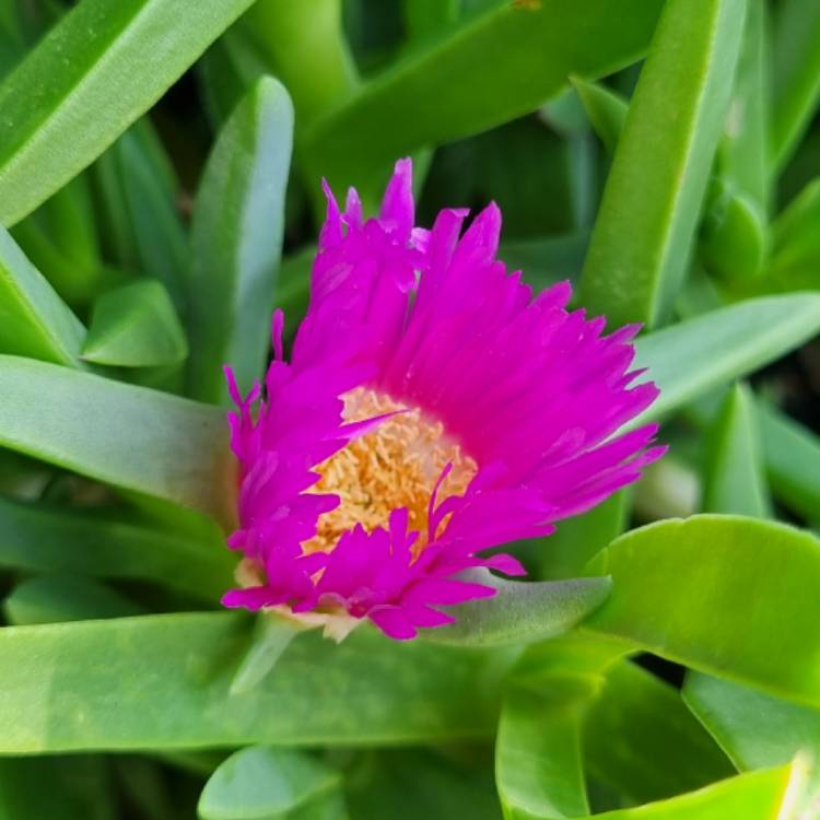 Plant image Carpobrotus glaucescens