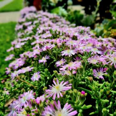 Mesembryanthemum bellidiformis 'Mauve Pigface' syn. Cleretum cuneifolium;Cleretum limpidum