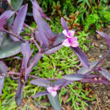 Purple-Heart Spiderwort 'Purpurea'