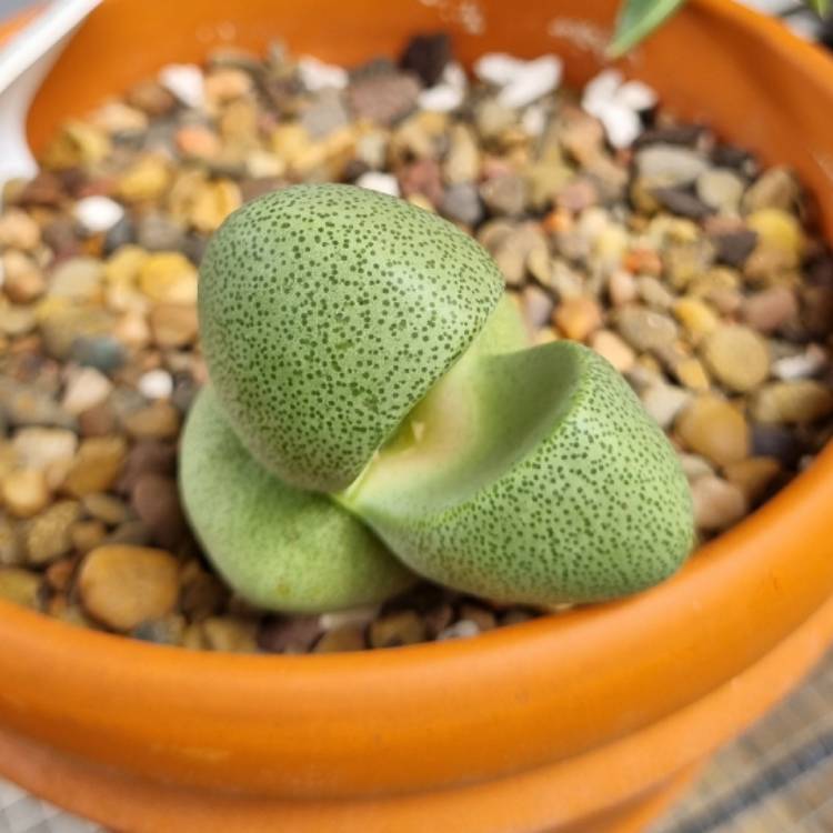 Plant image Pleiospilos nelii