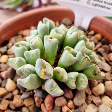 Living Pebble 'Meyeri'