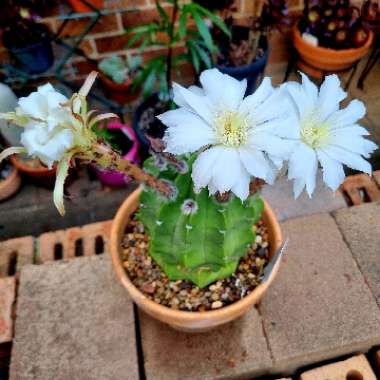 Easter Cactus