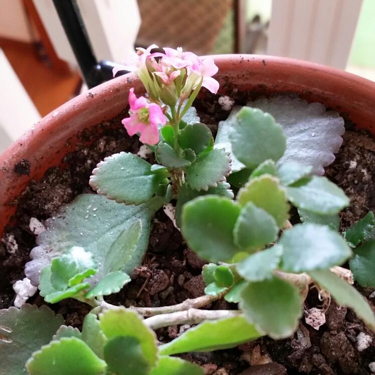 Plant image Kalanchoe Pink Edge