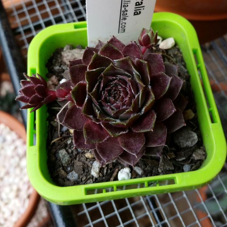 Plant image Sempervivum Topaz