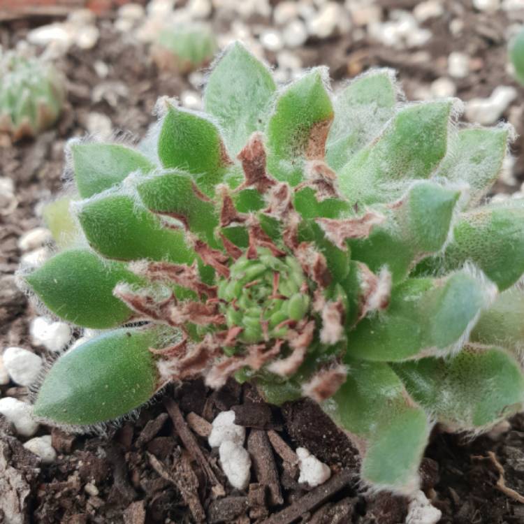 Plant image Sempervivum Silver Thaw