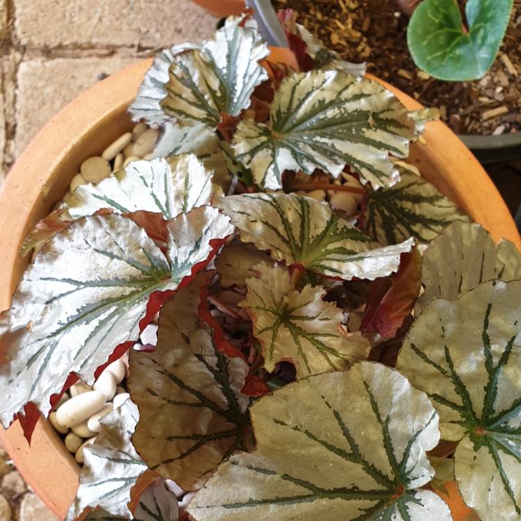 Plant image Begonia 'Looking Glass'