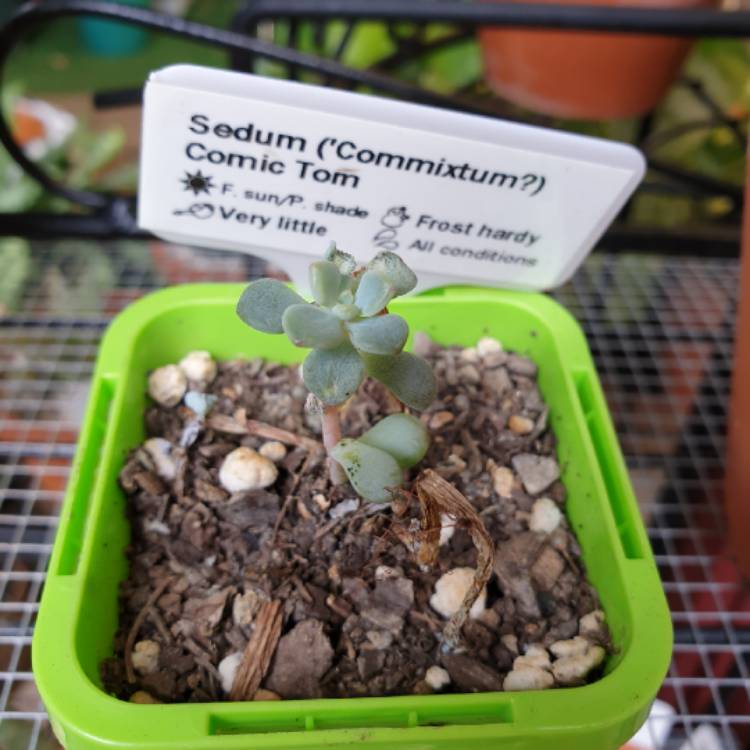 Plant image Sedum Commixtum