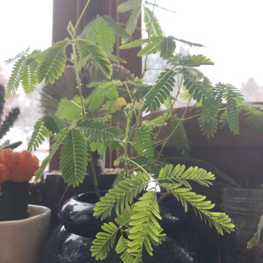 Sensitive Plant